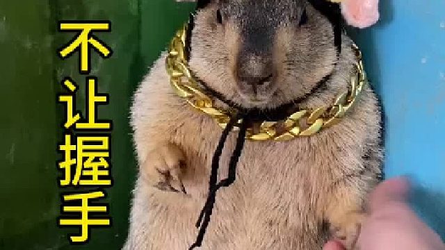 不让握手？小气鬼