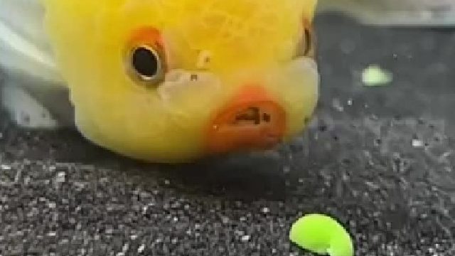 小金鱼为了吃半颗豆子，吸了好多沙子，还好吃到了