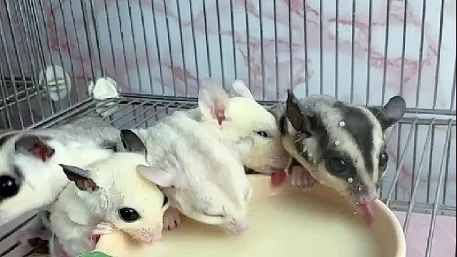 一个个吃个蜜粮那么多戏