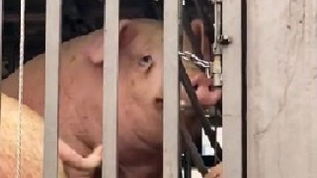 艾特出最像它的人