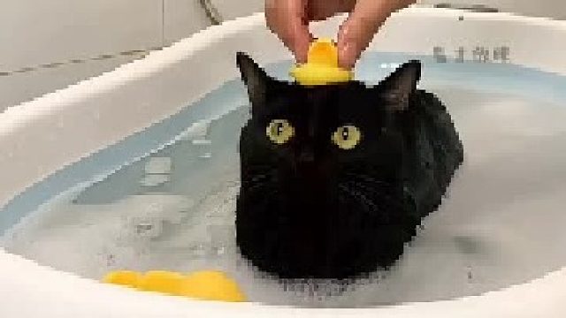 这个猫猫是真的好呀