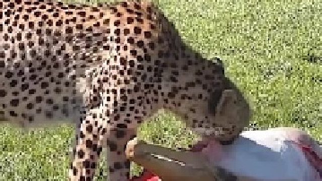 猎豹进食羚羊｜每吃一口都要小心翼翼