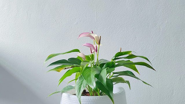 梨花声音教育退费普通话学习语法和句型