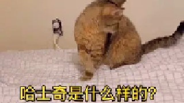 这是哈士奇被黑得最惨的一次