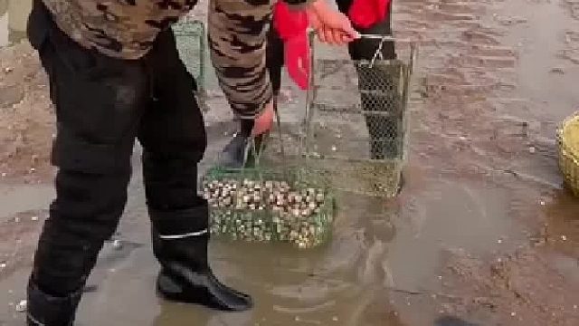 户外赶海抓海鲜