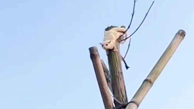 芒果：还好刹车及时，我真是个小机灵鬼，配合得越来越默契了