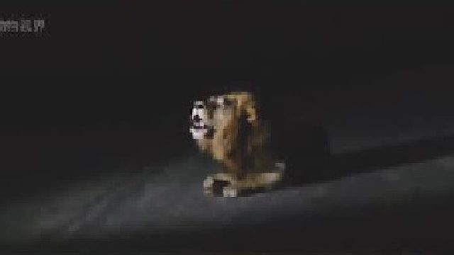 比亚米提雄狮兄弟在公路上咆哮