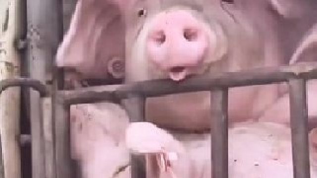 艾特出最像它的人