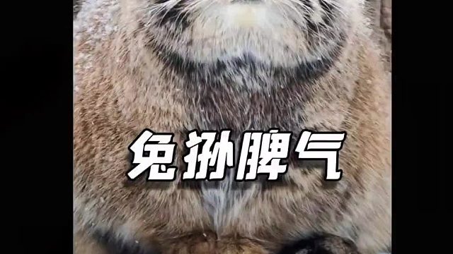 兔狲很可爱，它有一种脾气很大，但本事很小的感觉