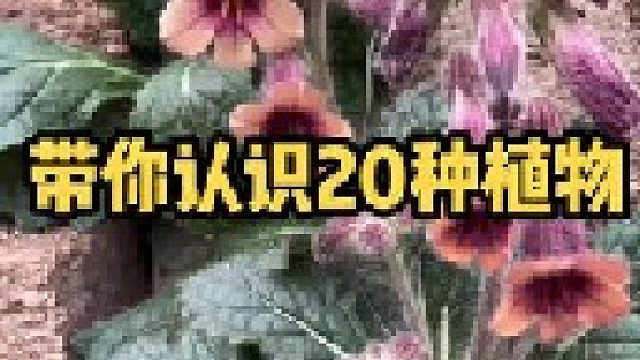 实拍了农村常见的20种植物，一起来认识一下吧，你都认识嘛？还有其它的叫法吗？