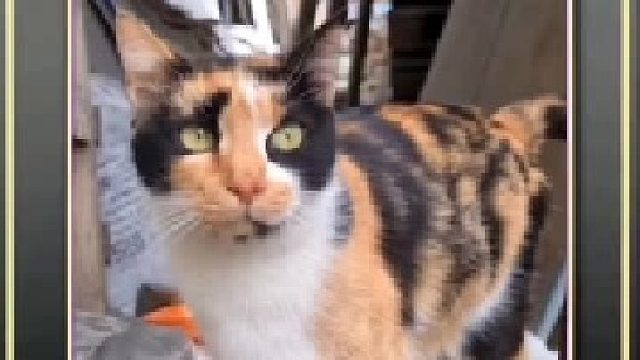 宠物不会哗众取宠，只会为了一日三餐