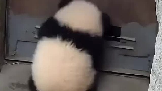 要被萌翻了，挂在门上一坨小熊猫“它还知道把两只脚蹭上去”