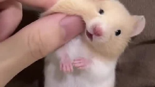 就这么乖乖的让我rua，好可爱啊