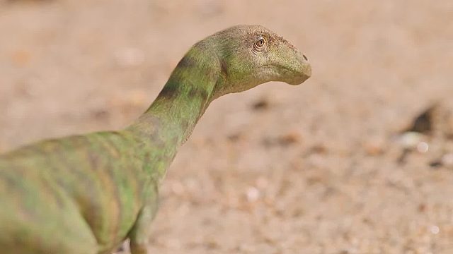 恶魔角蛙，方舟里的水泥能手