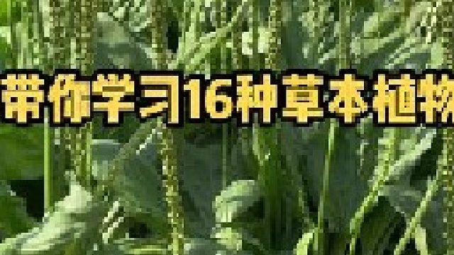 实拍整理了16种草本植物，欢迎大家一起学习探讨，你的家乡有当地的叫法吗？2022