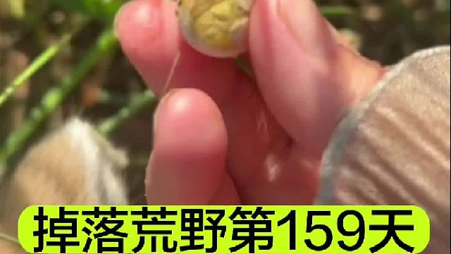 掉落荒野的第159天感觉屋子空荡荡的