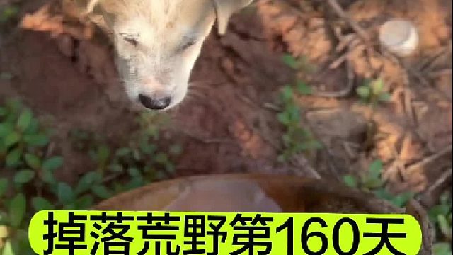 掉落荒野的第160天小花猫与我寸步不离