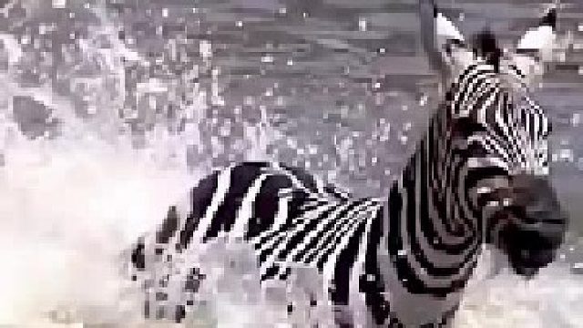 两条鳄鱼抓住一只斑马｜正准备进行死亡翻滚，斑马竟逃走了 煮熟的鸭子就这么飞了