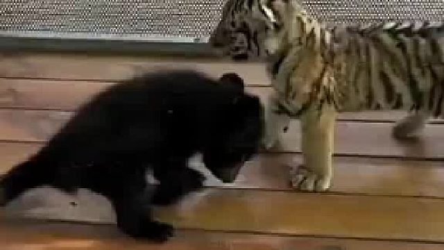 两个小家伙长大后谁更厉害