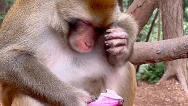 好吃到令人流泪的美食