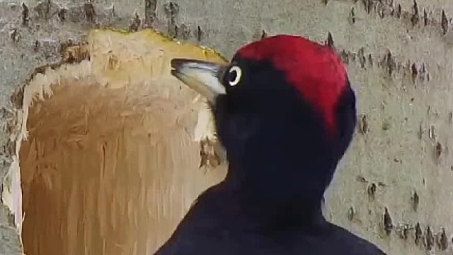 在给树看病，还是在给它自己啄窝？