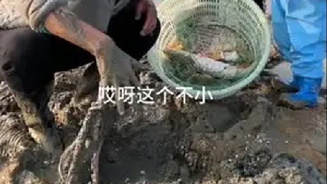 赶海生活