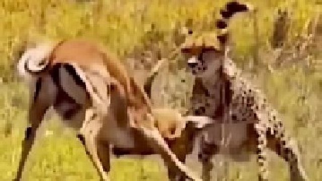 猎豹猎杀长角羚｜一个失误可能会被猎物反杀