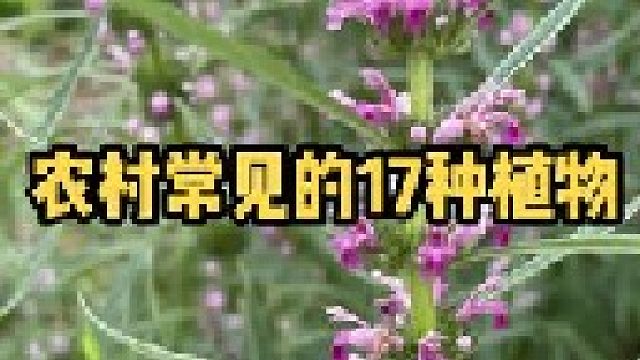 实拍整理了常见的17种植物，你知道它们都有别的什么叫法吗？你都见过吗？