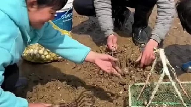 户外赶海抓海鲜