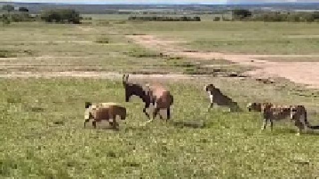 两只猎豹刚把牛羚放倒 就被闻声赶来的鬣狗抢走了，打工豹又打白工了