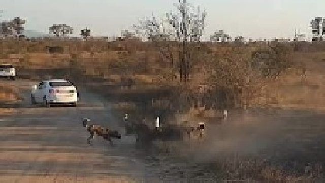 非洲二哥被野犬帮围攻｜跌入坑中，生死未卜