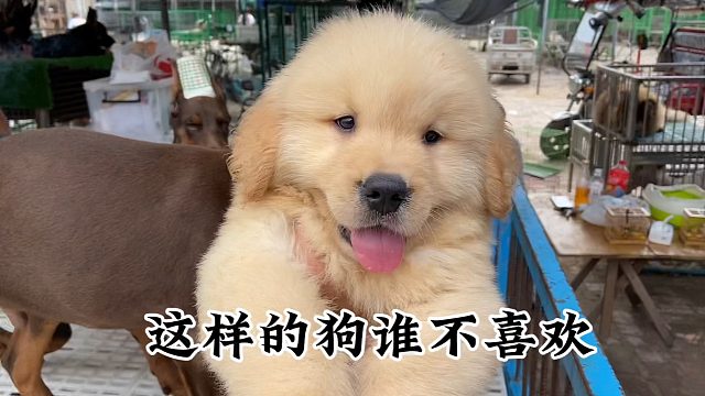 这样的金毛谁不喜欢？肥嘟嘟毛茸茸的，吐个舌头萌萌的太可爱啦！