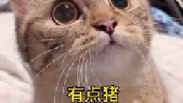 有点灰猪化了