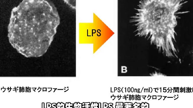 LPS强大的生物活性化能力
