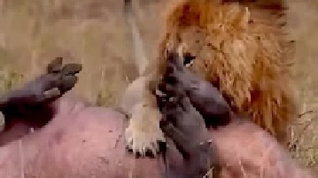 狮子猎杀河马｜快、准、狠，一气呵成