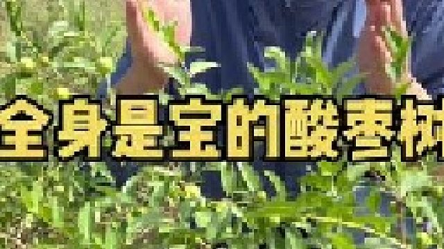 酸枣树在春天刚长出来的嫩芽叫酸枣芽，它结的果实叫酸枣，小时候经常去采摘。只可惜现在酸枣树越来越少了