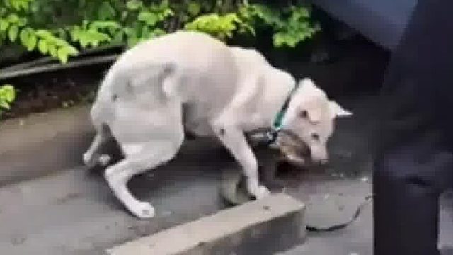 工作人员清理巨蜥时，竟出现了意外......