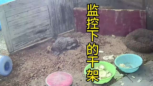 监控下的拆迁夫妻日常。