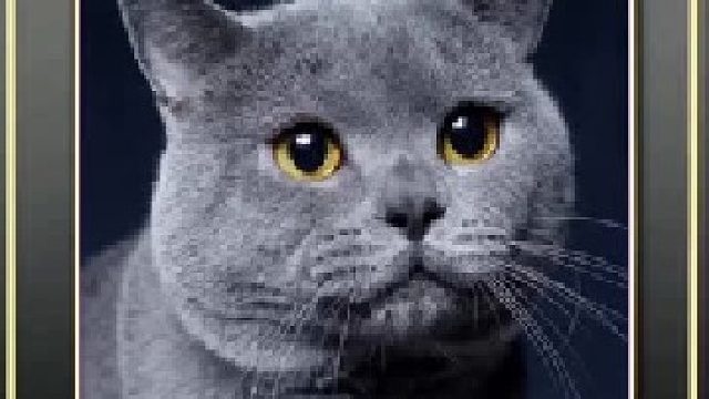 年轻人需要及时撸猫