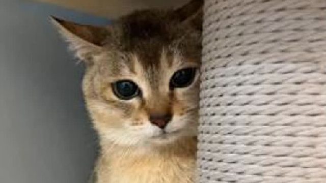 眉姐姐一激动就会变成兔子模式耶