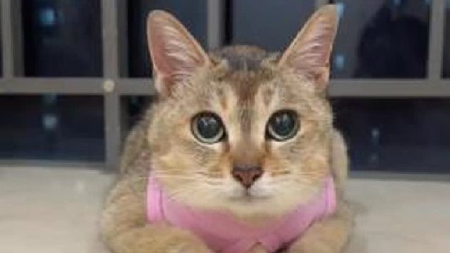 眉姐姐可是自愿被嘎的哦