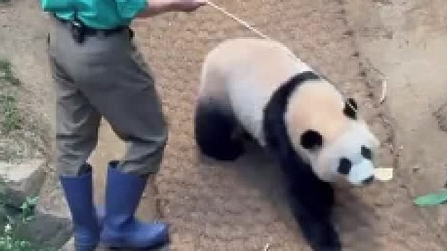 又用小苹果钓猫下班啦