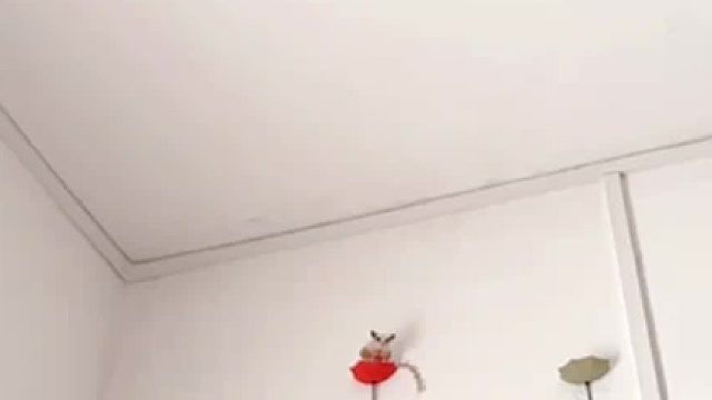 有粉丝宝宝说喜欢看它滑翔的样子，像是飞起来的抱抱