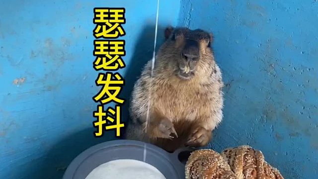 别抖啦，吃早饭有什么好怕的啊！