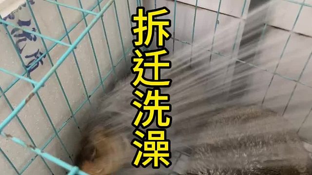 给土拨鼠洗个澡是真费劲呐！