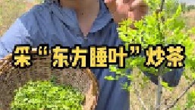 酸枣芽又有“东方睡叶”之称，采摘的时候一定要选择老酸枣树的酸枣芽。