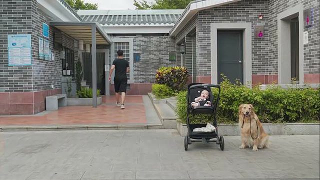 大金毛帮忙遛娃，铲屎官心里乐开花！