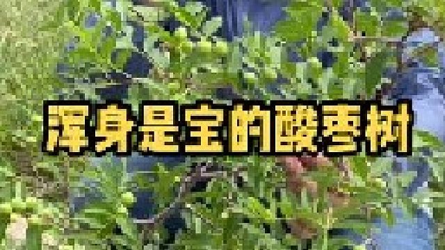 酸枣芽制茶口感好，睡前喝。已经被越来越多的人所认可，只可惜酸枣树的数量现在越来越少了。