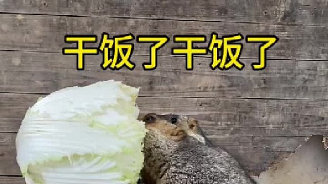 现在知道土拨鼠为什么都是胖子吧！