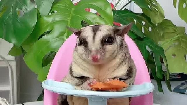 大鱼大肉吃多了，吃点素的